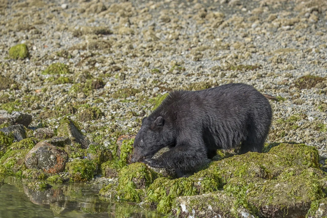 A Vancouver Island black bear on the shoreline near Tofino