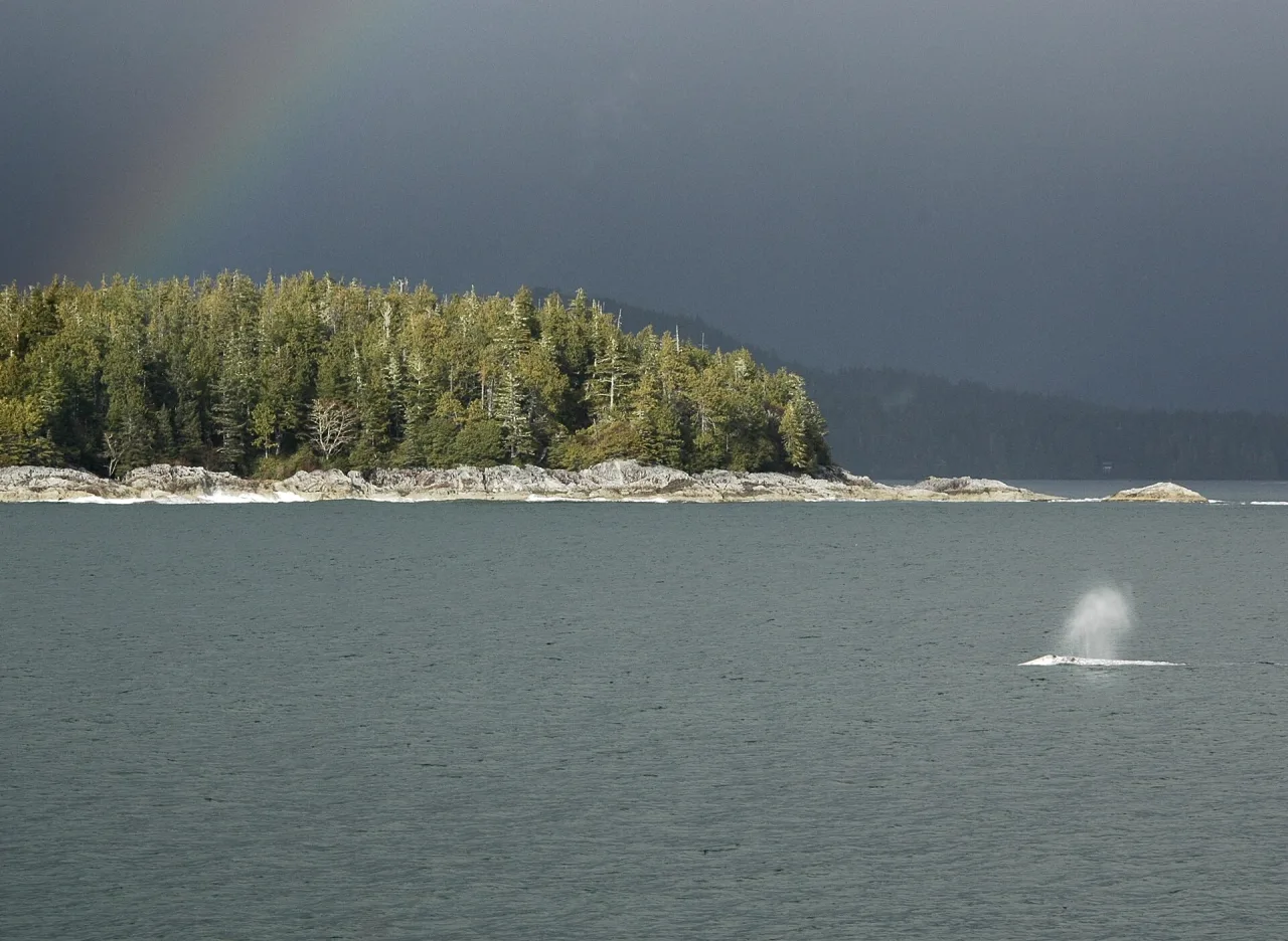 A grey whale breaching in Clayoquot Sound beside a forested island under a rainbow