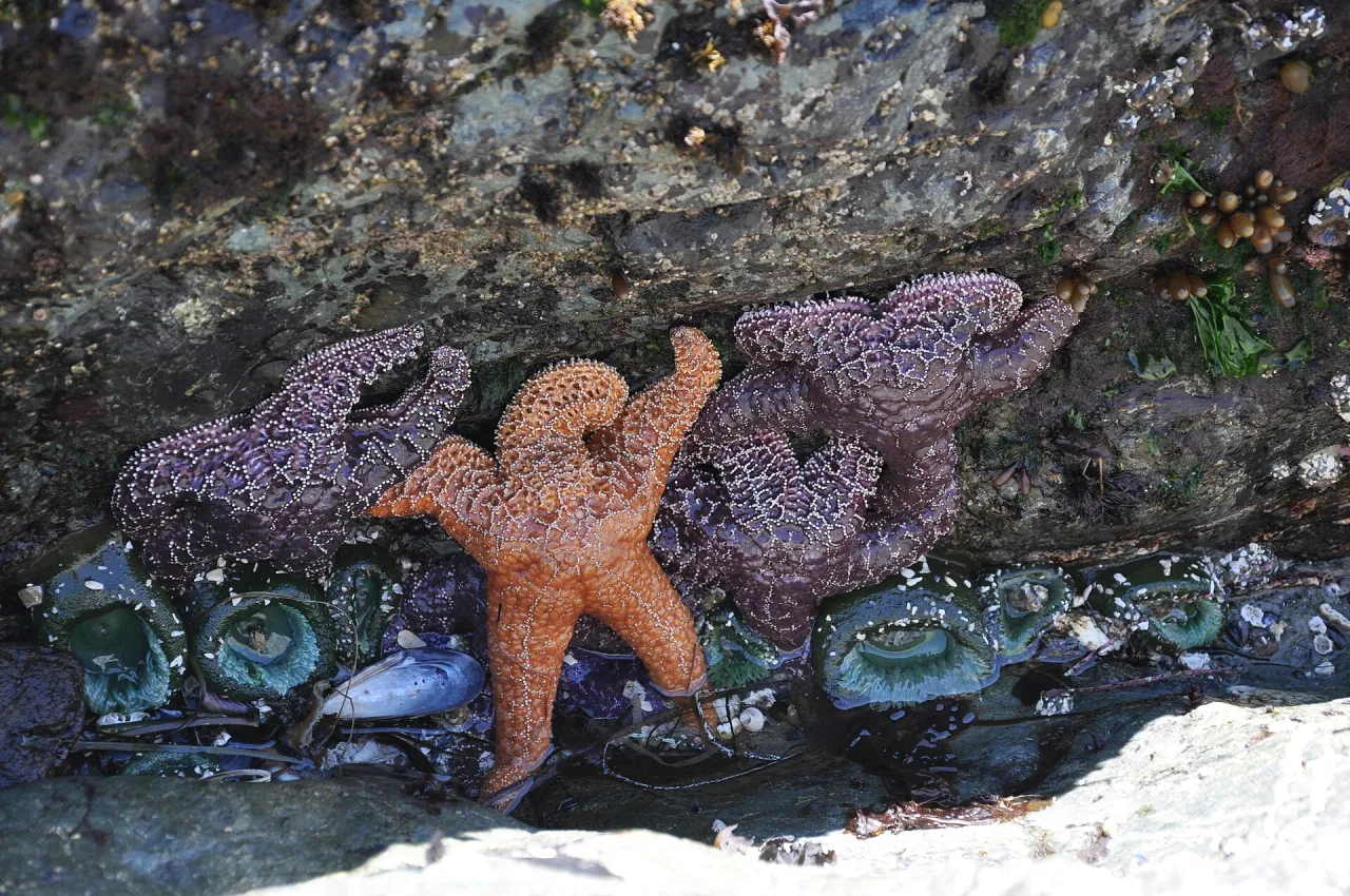 Purple and orange sea stars clinging to rocks in a tide pool at Long Beach, Pacific Rim National Park Reserve